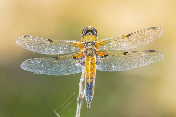 Close Four Spotted Chaser Libellula Quadrimaculata Four Spotted Skimmer Dragonfly — Stock Photo, Image