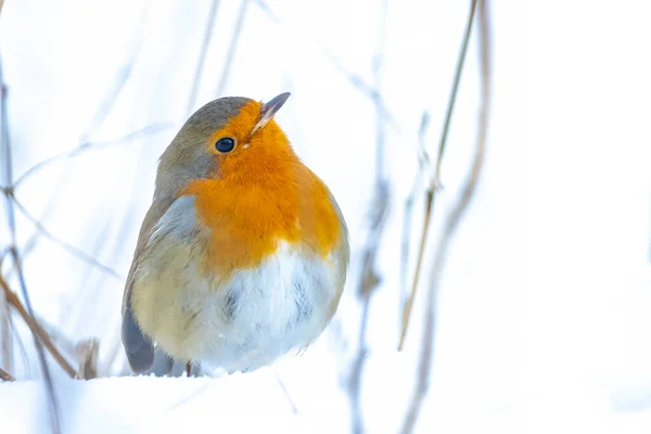 Европейская Малиновка Erithacus Rubecula Кормящаяся Снегу Красивая Холодная Зимняя Обстановка — стоковое фото