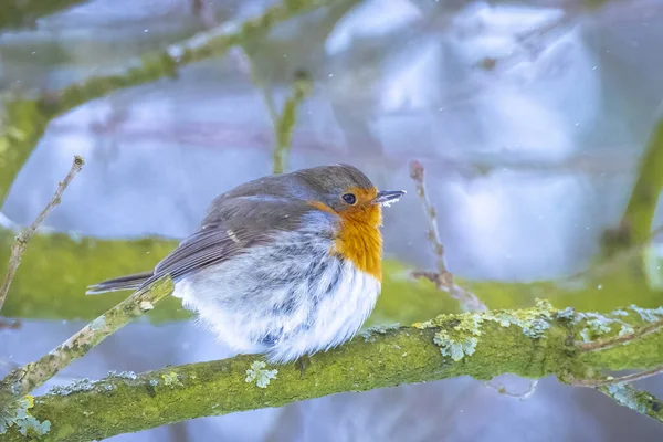 European Robin Erithacus Rubecula Foraging Snow Beautiful Cold Winter Setting — Stock Photo, Image