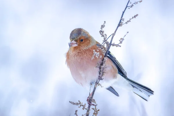 Closeup Male Chaffinch Fringilla Coelebs Foraging Snow Beautiful Cold Winter — Stock Photo, Image