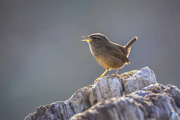 Zbliżenie Euroazjatyckiego Ptaka Wren Troglodytów Troglodytów Śpiew Ptaków Lesie Wiosną — Zdjęcie stockowe
