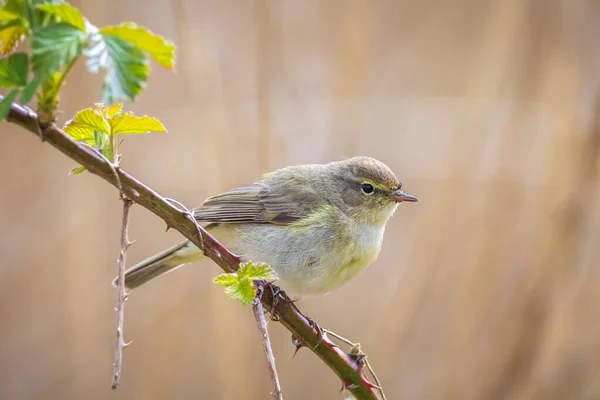 Közeli Kép Egy Közös Siffchaff Madár Phylloscopus Collybita Énekel Egy — Stock Fotó