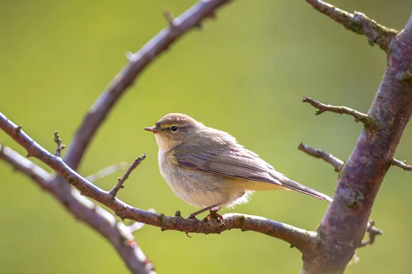 Gros Plan Oiseau Commun Phylloscopus Collybita Chantant Lors Une Belle — Photo