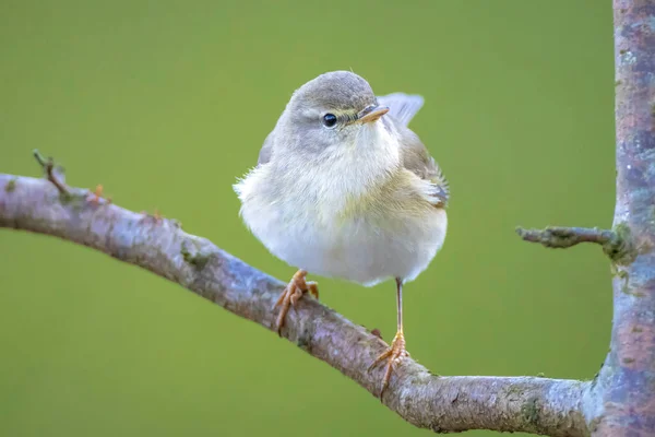 Close Pássaro Warbler Willow Phylloscopus Trochilus Cantando Uma Bela Noite — Fotografia de Stock