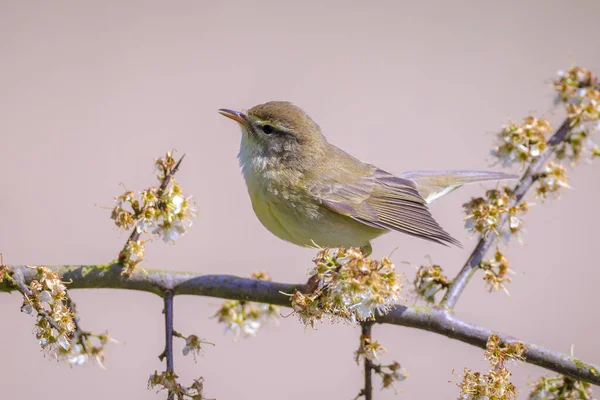 Närbild Vanlig Gräshoppa Fågel Phylloscopus Collybita Sjunga Vacker Sommarkväll Med — Stockfoto