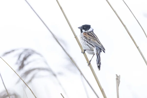 Obyčejný Rákosník Emberiza Schoeniclus Zpívá Píseň Rákosí Phragmites Australis Rákosí — Stock fotografie