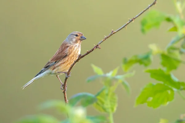 在春季的时候 一只名叫Carduelis Cannabina的林奈雌鸟的合影正在展示和寻找伴侣 清晨阳光下歌唱 — 图库照片