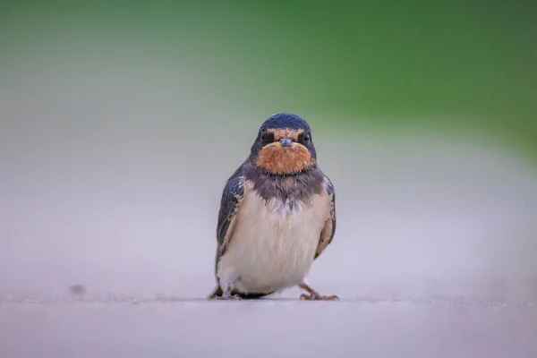 Pajta Fecske Hirundo Rustica Csirkék Etetése Egy Nagy Csoport Fecskék — Stock Fotó