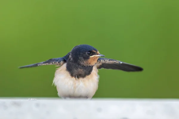 Barn Swallow Hirundo Rustica Pulcini Nutriti Gran Numero Queste Rondini — Foto Stock