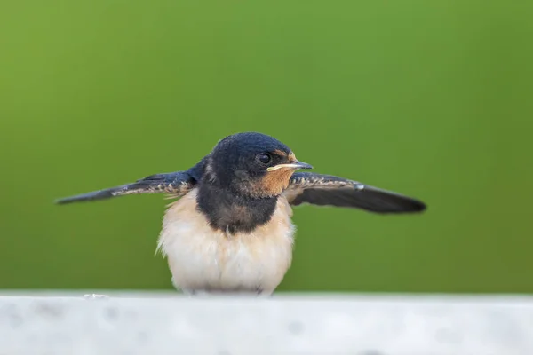 Tragar Granero Hirundo Rustica Polluelos Que Alimentan Gran Grupo Estos —  Fotos de Stock