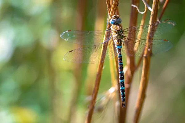 Closeup Migrant Hawker Aeshna Mixta Resting Leaves Tree Forest Sunny — Stock Photo, Image