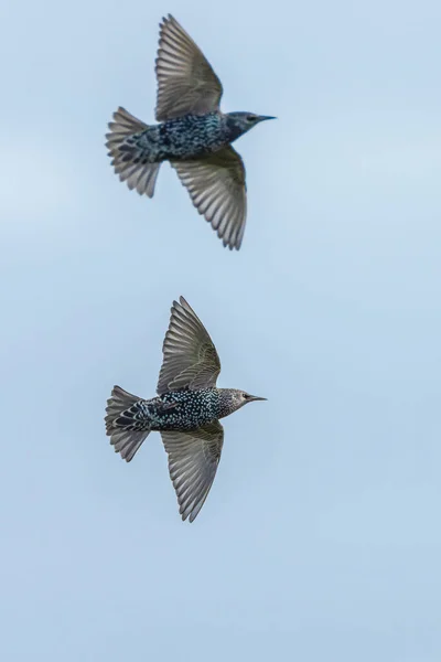 鳥の群れ草原の上の飛行中のSturus Valgaris移行 — ストック写真