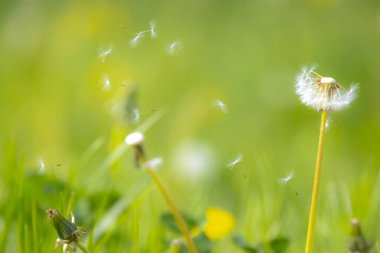 Karahindiba tohumları rüzgarla birlikte çiçek açan bir çayırda savruluyor..
