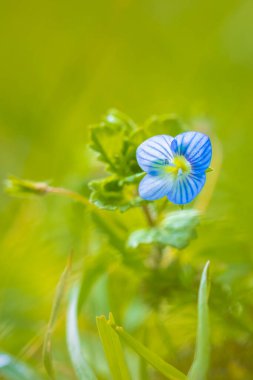 Veronica Persica 'nın yakın çekimi, Speedwell çiçeği bahar mevsiminde açan mavi taç yaprakları.
