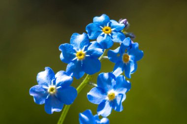 Veronica Chamaedrys 'e yakın çekim, Alman hız kuyusu, kuş bakışı hız, ya da kedi gözü, mavi çiçekler açan.