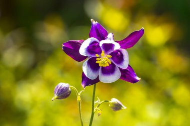 Aquilegia vulgaris 'in yakın çekimi, Avrupa çakmağı, sıradan kolumbin, ninenin uyku şapkası, büyükannenin şapkası, mor beyaz çiçek açan.
