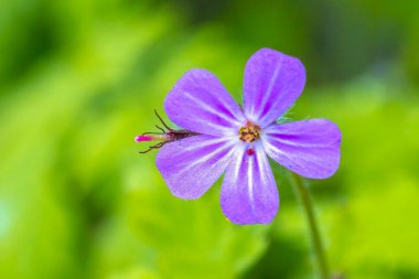 Geranium robertianum çiçeğine yakın çekim, bitki-Robert, kırmızı robin, ölüm çabuk gelir, tilki sardunyası, kokuşmuş Bob, şaşı-pip, karga ayağı, ya da Roberts sardunya.