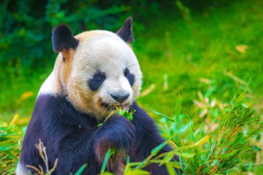 Dev Panda Ailuropoda melanoleuca, ormandaki bambularla besleniyor.