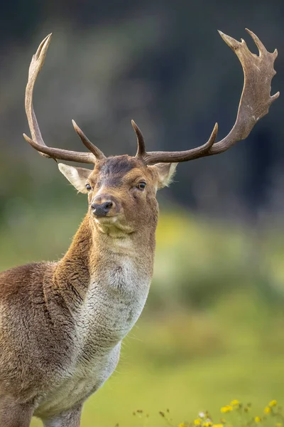 Närbild Porträtt Älg Rådjur Dama Dama Hane Ruttnande Säsong Höstens — Stockfoto