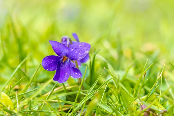 Detailní Záběr Viola Odorata Sladké Fialové Květy Kvetoucí Jarním Období — Stock fotografie