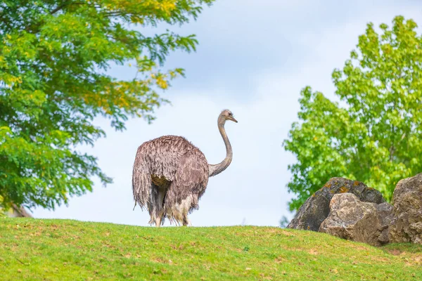 草や木のある風景の中で オストリッチの鳥 Struthio Camelusの肖像画 — ストック写真