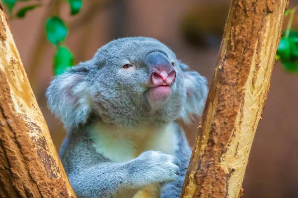 Primer Plano Koala Phascolarctos Cinereus Descansando Árbol — Foto de Stock