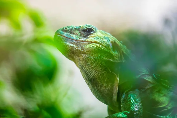 贝克尔鱼 Ctenosaura Bakeri或Utila Spiny Tail Iguana Baker Spinytail Iguana Swmper — 图库照片