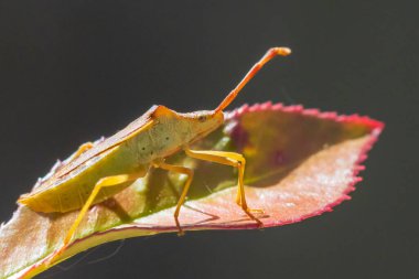 Sloe böceği Dolycoris bakterisinin yakın çekimi, bitki örtüsünde güneş ışığı altında sürünüyor..