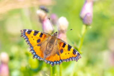 Küçük kaplumbağa kabuğuna yakın çekim, Aglais urticae, kelebek üst görünümü, açık kanatlar. Doğa tarafından izole edilmiş.