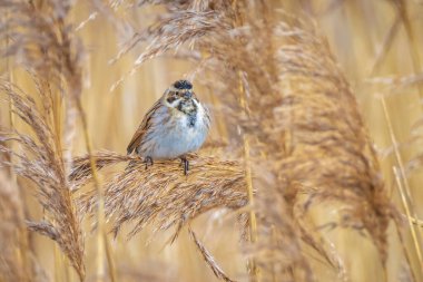 Alelade bir sazlık kiraz kuşu olan Emberiza schoeniclus, kamış başlıklı Phragmites australis 'te şarkı söyler. Sazlık yatakları, bulutlu bir günde bahar mevsiminde sert rüzgarlar nedeniyle sallanıyor..