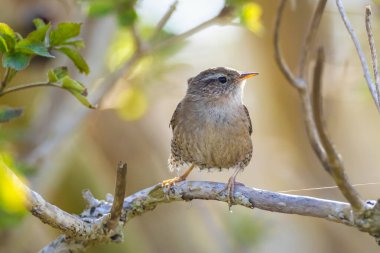 Avrasya Wren kuşunun yakın çekimi, Troglodit trogloditleri, bahar zamanı bir ormanda öten kuş.
