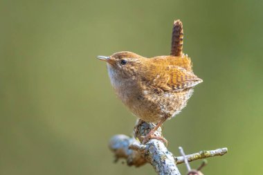 Avrasya Wren kuşunun yakın çekimi, Troglodit trogloditleri, bahar zamanı bir ormanda öten kuş.
