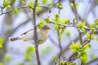 Yaygın bir chiffchaff kuşunun yakın çekimi Phylloscopus collybita, güzel bir yaz akşamında yeşil, canlı bir arka planda yumuşak bir ışık ile şarkı söylüyor..