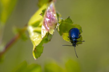 Tatlı bir küçük kızılağaç yaprak böceği, agelastica alni, böcek kadar bir yaz gününde yeşil çim ve sazlık üzerinde tırmanma.