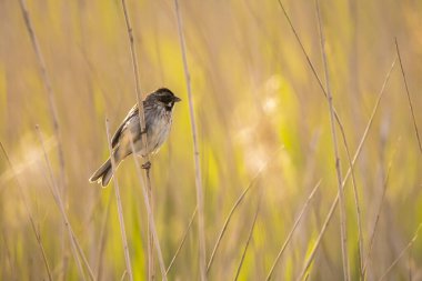 Alelade bir sazlık kiraz kuşu olan Emberiza schoeniclus, kamış başlıklı Phragmites australis 'te şarkı söyler. Sazlık yatakları, bulutlu bir günde bahar mevsiminde sert rüzgarlar nedeniyle sallanıyor..