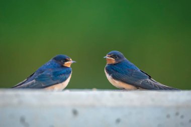 Ahır kırlangıcı, Hirundo rustica, yavruların beslenmesi... bu ahırlardan büyük bir grup yiyecek arıyor, böcek avlıyor ve sırayla dinleniyorlar..