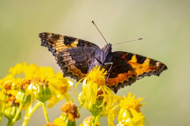 Küçük kaplumbağa kabuğu Aglais urticae kelebeğinin yakın çekimi sarı çiçekleri döllüyor. Doğa tarafından izole edilmiş.