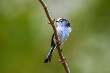Bir uzun kuyruklu baştankara veya bushtit, uzun kuyruklu Bayağı uzunkuyruk, bir ormanda yiyecek arama sırasında sonbahar kuş closeup. Kısa, güdük bill ve çok uzun, dar bir kuyruklu küçük bir yuvarlak gövdeli baştankara.