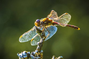 Erkek avare bir dartın yakın çekimi, Sympetrum vulgatum, bitki örtüsünde asılı yusufçuk.