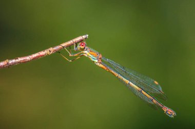 Güneşin altında dinlenen batı zümrüt zümrüt böceği Chalcolestes viridis 'in ayrıntıları.