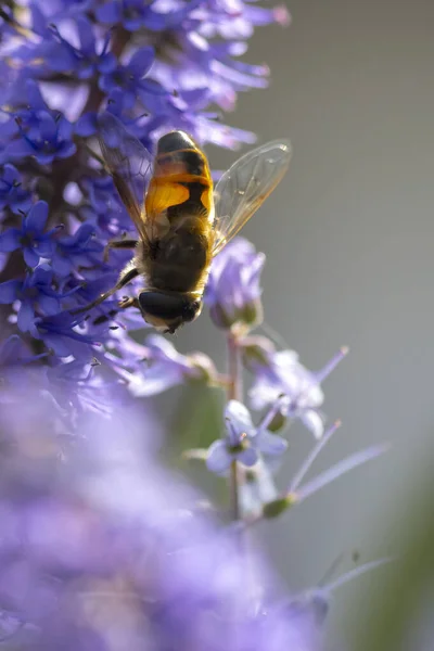 欧米のミツバチやヨーロッパのミツバチの閉鎖紫色の花の蜜を供給するApisメリフレラ — ストック写真