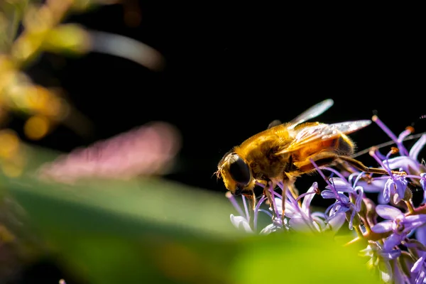 Nahaufnahme Einer Westlichen Honigbiene Oder Einer Europäischen Honigbiene Apis Mellifera — Stockfoto