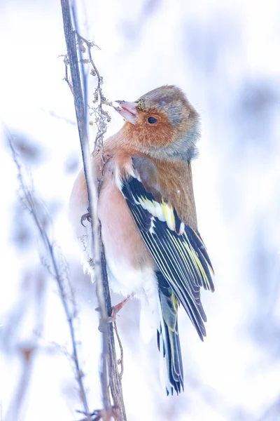 Κοντινό Πλάνο Ενός Αρσενικού Chaffinch Fringilla Coelebs Αναζήτηση Στο Χιόνι — Φωτογραφία Αρχείου