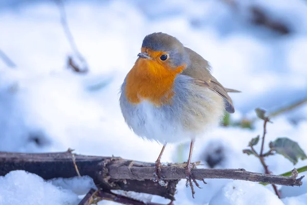 Close Van Een Europees Roodborstje Erithacus Rubecula Sneeuw Tijdens Het — Stockfoto