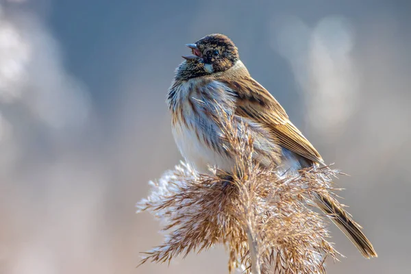 Common Reed Bunting Emberiza Schoeniclus Sings Song Reed Plume Phragmites — Stock Photo, Image