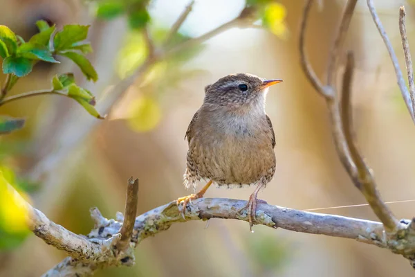 Closeup Pássaro Eurasian Wren Troglodytes Troglodytes Pássaro Cantando Uma Floresta — Fotografia de Stock