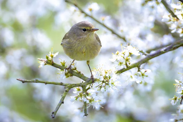 Närbild Willow Warbler Fågel Phylloscopus Trochilus Sjunga Vacker Sommarkväll Med — Stockfoto