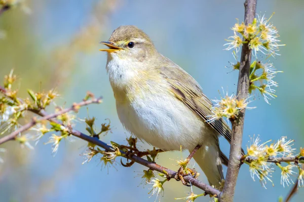 Närbild Willow Warbler Fågel Phylloscopus Trochilus Sjunga Vacker Sommarkväll Med — Stockfoto