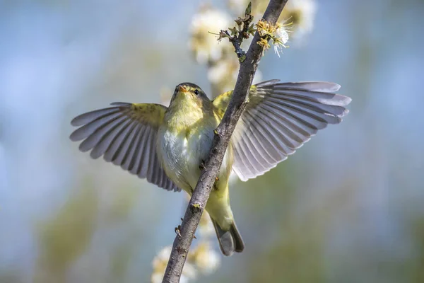 Närbild Willow Warbler Fågel Phylloscopus Trochilus Sjunga Vacker Sommarkväll Med — Stockfoto