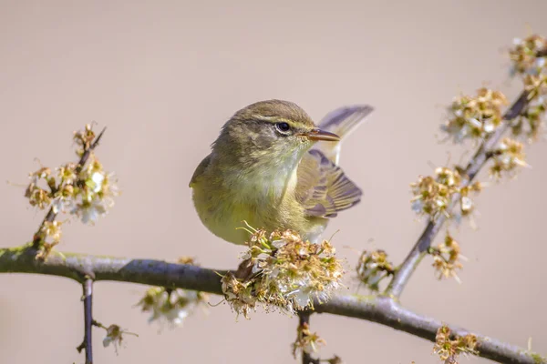 Närbild Vanlig Gräshoppa Fågel Phylloscopus Collybita Sjunga Vacker Sommarkväll Med — Stockfoto